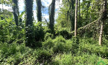 A Nice plot of Land for sale in Rong wua deang , Sankampheang, Chiangmai