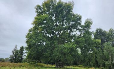 Hermosas Parcelas cercanas a Los Lagos
