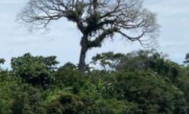 SE VENDE 44. 8 HAS DE SELVA VIRGEN EN LA AMAZONIA ECUATORIANA, IDEAL PARA PROYECTO TURISTICO Y/O LABORATORIO CIENTÍFICO