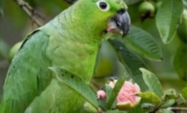 SE VENDE 44. 8 HAS DE SELVA VIRGEN EN LA AMAZONIA ECUATORIANA, IDEAL PARA PROYECTO TURISTICO Y/O LABORATORIO CIENTÍFICO