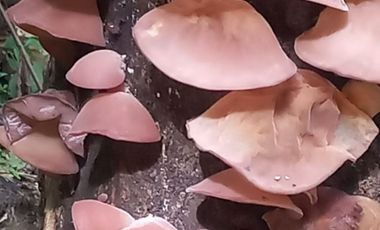 SE VENDE 44. 8 HAS DE SELVA VIRGEN EN LA AMAZONIA ECUATORIANA, IDEAL PARA PROYECTO TURISTICO Y/O LABORATORIO CIENTÍFICO