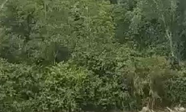 SE VENDE 44. 8 HAS DE SELVA VIRGEN EN LA AMAZONIA ECUATORIANA, IDEAL PARA PROYECTO TURISTICO Y/O LABORATORIO CIENTÍFICO