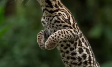 SE VENDE 44. 8 HAS DE SELVA VIRGEN EN LA AMAZONIA ECUATORIANA, IDEAL PARA PROYECTO TURISTICO Y/O LABORATORIO CIENTÍFICO