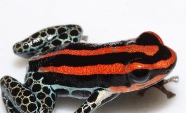 SE VENDE 44. 8 HAS DE SELVA VIRGEN EN LA AMAZONIA ECUATORIANA, IDEAL PARA PROYECTO TURISTICO Y/O LABORATORIO CIENTÍFICO