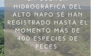 SE VENDE 44. 8 HAS DE SELVA VIRGEN EN LA AMAZONIA ECUATORIANA, IDEAL PARA PROYECTO TURISTICO Y/O LABORATORIO CIENTÍFICO