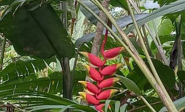 SE VENDE 44. 8 HAS DE SELVA VIRGEN EN LA AMAZONIA ECUATORIANA, IDEAL PARA PROYECTO TURISTICO Y/O LABORATORIO CIENTÍFICO