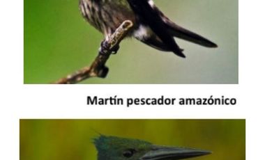 SE VENDE 44. 8 HAS DE SELVA VIRGEN EN LA AMAZONIA ECUATORIANA, IDEAL PARA PROYECTO TURISTICO Y/O LABORATORIO CIENTÍFICO