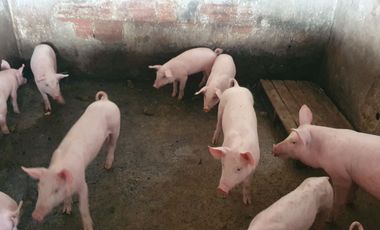 EN VENTA FINCA DE 16 CUADRAS EN DOSQUEBRADAS.