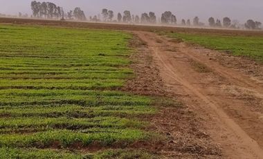VENDO RANCHO AGRICOLA CON 81 HECTAREAS EN SAN DIEGO UNION CON POZO TIERRAS DE ALTA CALIDAD