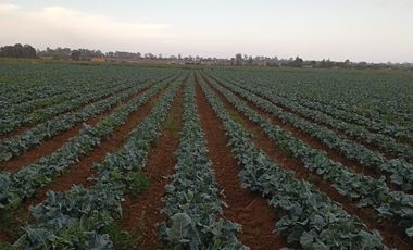 VENDO RANCHO AGRICOLA CON 81 HECTAREAS EN SAN DIEGO UNION CON POZO TIERRAS DE ALTA CALIDAD