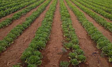 VENDO RANCHO AGRICOLA CON 81 HECTAREAS EN SAN DIEGO UNION CON POZO TIERRAS DE ALTA CALIDAD