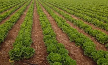 VENDO RANCHO AGRICOLA CON 81 HECTAREAS EN SAN DIEGO UNION CON POZO TIERRAS DE ALTA CALIDAD