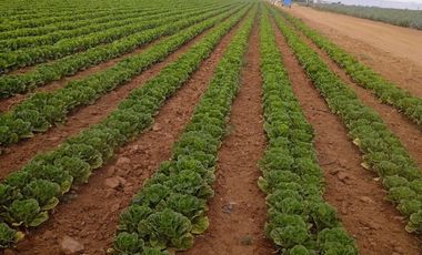 VENDO RANCHO AGRICOLA CON 81 HECTAREAS EN SAN DIEGO UNION CON POZO TIERRAS DE ALTA CALIDAD