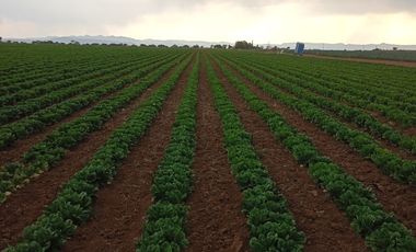 VENDO RANCHO AGRICOLA CON 81 HECTAREAS EN SAN DIEGO UNION CON POZO TIERRAS DE ALTA CALIDAD