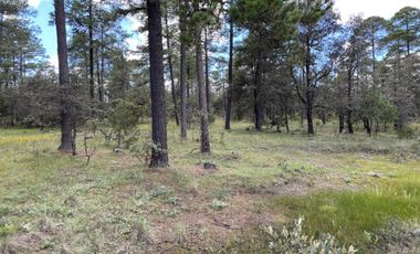 Venta de Terreno de 300 Ha en Durango, junto a Sierra Manantial