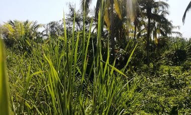 Lote de playa una hectárea mendihuaca parque tayrona