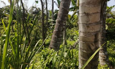 Lote de playa una hectárea mendihuaca parque tayrona