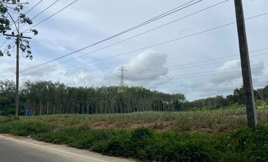 14 rai of flat land with pineapple plantation next to the road for sale in Lo yung, Phangnga