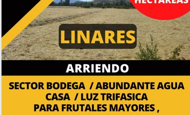 Campo Agricola Arriendo, Linares / Sector Bodega / 100 há