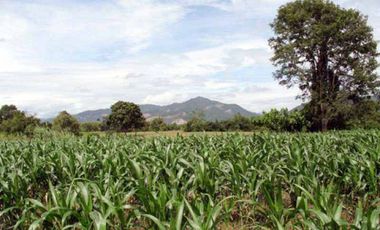 Land for sale, Sathan Subdistrict, Chiang Khong District, Chiang Rai, good location, only 5 minutes from the main road. Hurry and reserve yours today!