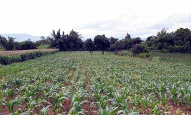 Land for sale, Sathan Subdistrict, Chiang Khong District, Chiang Rai, good location, only 5 minutes from the main road. Hurry and reserve yours today!