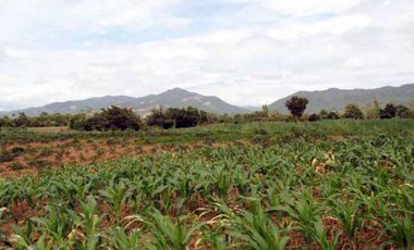 Land for sale, Sathan Subdistrict, Chiang Khong District, Chiang Rai, good location, only 5 minutes from the main road. Hurry and reserve yours today!