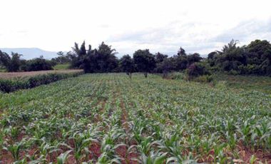 Land for sale, Sathan Subdistrict, Chiang Khong District, Chiang Rai, good location, only 5 minutes from the main road. Hurry and reserve yours today!