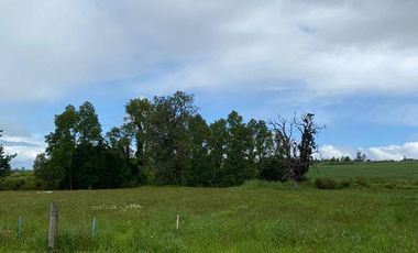 Venta Parcela Trumao a 15 kms de Osorno