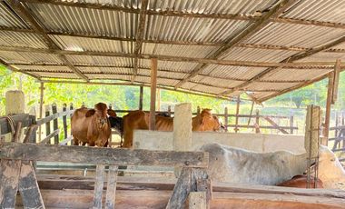 FINCA EN VENTA TURBANA, BOLIVAR DE 5 HECTARERAS Y MEDIA