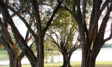 Venta de Rancho ubicado en coronel traconis cerca del aeropuerto de villahermosa, tabasco