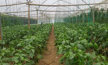 El Chaco, Oportunidad Venta Finca 97 Hect, Negociable