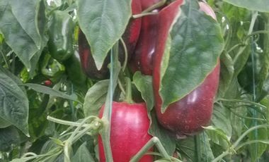El Chaco, Oportunidad Venta Finca 97 Hect, Negociable