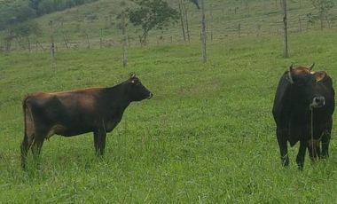 El Chaco, Oportunidad Venta Finca 97 Hect, Negociable