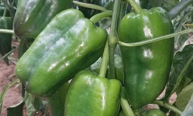El Chaco, Oportunidad Venta Finca 97 Hect, Negociable