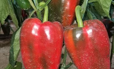 El Chaco, Oportunidad Venta Finca 97 Hect, Negociable