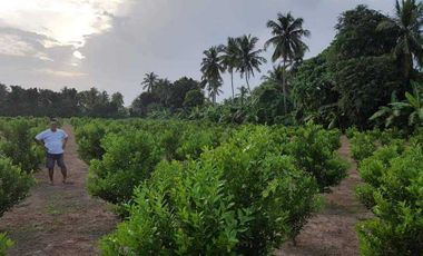 San Antonio Quezon Farm