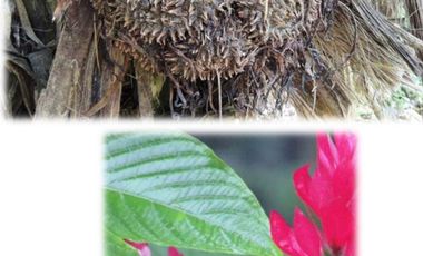 reserva natural de venta en manta bosque Pacoche