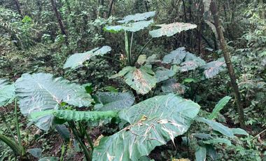 reserva natural de venta en manta bosque Pacoche