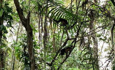 reserva natural de venta en manta bosque Pacoche