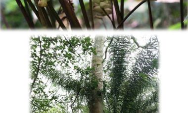 reserva natural de venta en manta bosque Pacoche