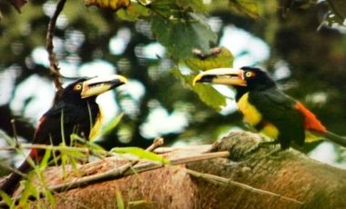 reserva natural de venta en manta bosque Pacoche