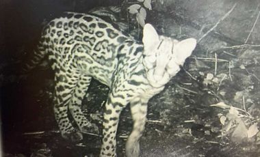 reserva natural de venta en manta bosque Pacoche