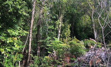 Venta de Terreno 5.00o m2 sector Bonifacio costa Valdivia