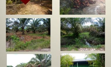 Wow! Hanya 2.400 per m2 Kebun Kelapa Sawit Sambas Kalimantan Barat