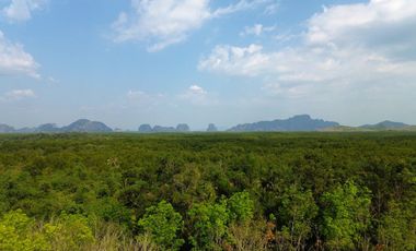 18.5 rai rubber plantation with natural scenery and mountain view for sale in Takua Thung, Phang Nga.
