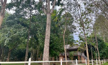 7 Rai of orchards near Natai Beach is for sale in Khok Kloi, Phang Nga.