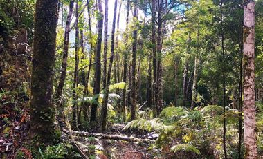 PARCELA, PARC. VIVE BOSQUE  PUERTO MONTT-PUERTO VARAS
