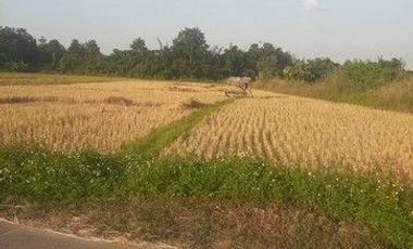 Land for sale at 2 rai, 80 square wah, 6.4million baht, near Rong Khun Temple, Chiang Rai