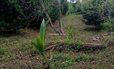 Claveria 4-hectare Property for Sale