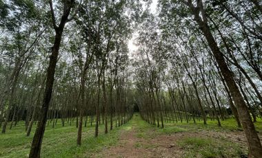 16 rai with gradually sloping rubber plantation for sale in Lo yung, Phangnga
